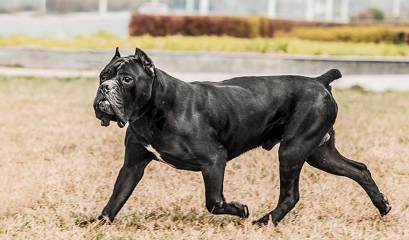 卡斯罗犬vs视频直播，当猛犬遇上镜头，这些事你得知道