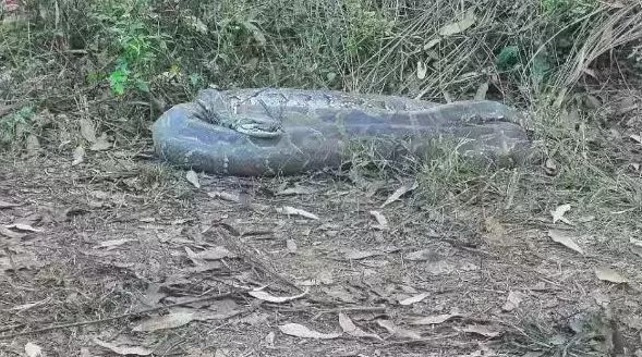 江苏河道惊现约2米长蟒蛇尸体