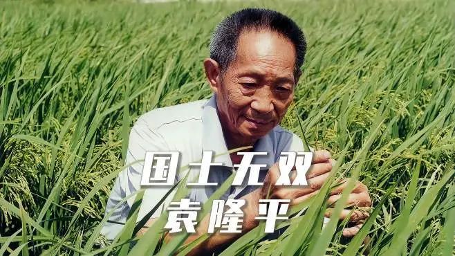 网红为卖种子诋毁杂交水稻，居心何在？