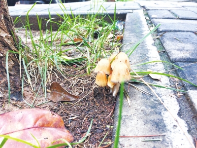 重庆雨季奇闻，天花板长出蘑菇的背后故事