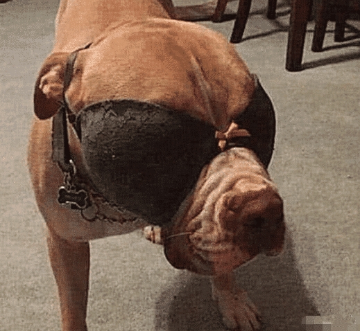 比特犬vs猴子视频直播，一场不该存在的娱乐背后