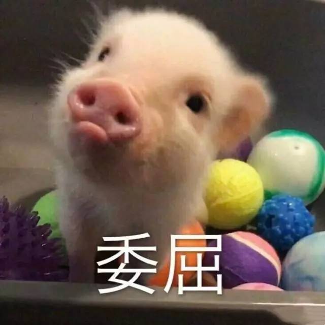 大白vs猪人视频直播，这档魔性对决为啥让人停不下来？