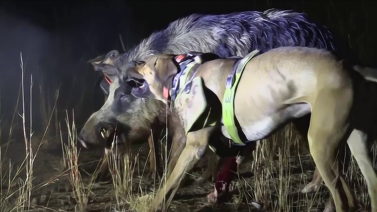 比特犬vs野猪视频直播，我看了三天，终于搞懂这事儿有多复杂