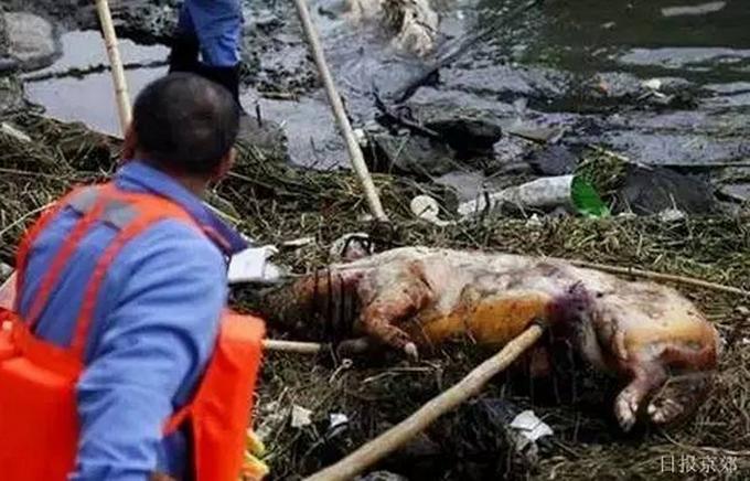 街道办回应河道漂浮死猪和人形物，一场关于公共卫生的社会实验