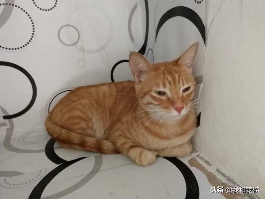 猫咪走失10小时被流浪橘猫撵回家，一场意外的寻猫启事