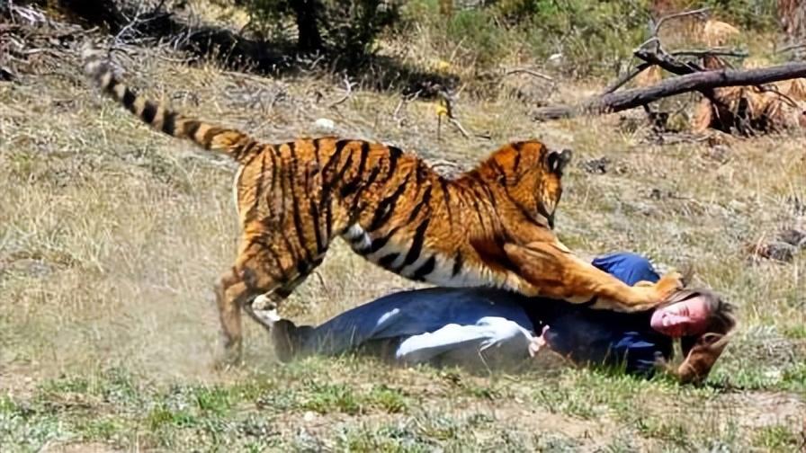 中亚vs老虎视频直播，一场不该被误解的猛兽对决