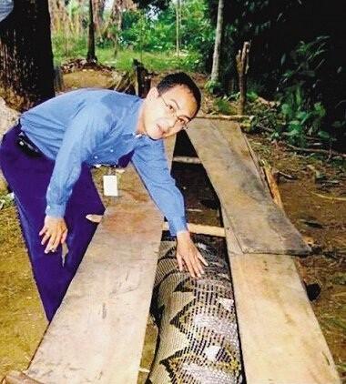 缅甸蟒vs毒蛇视频直播，一场让人手心冒汗的生死对决