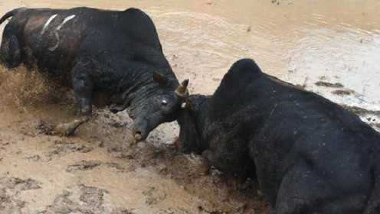 西牛vs水牛视频直播，这两种牛到底谁更猛？我蹲了三天直播发现了真相