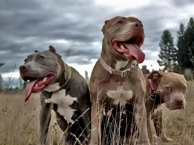 狼vs比特犬视频直播，当自然法则遇上人工选育